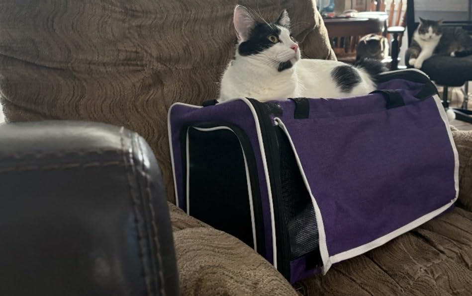 Pet Carrier for Large Cats, Soft-Sided Cat Carrier for Medium Big Cats and Puppy up to 20lbs, Washable Dog Carrier Privacy Protection for Home Outdoor Travel customer photo 2