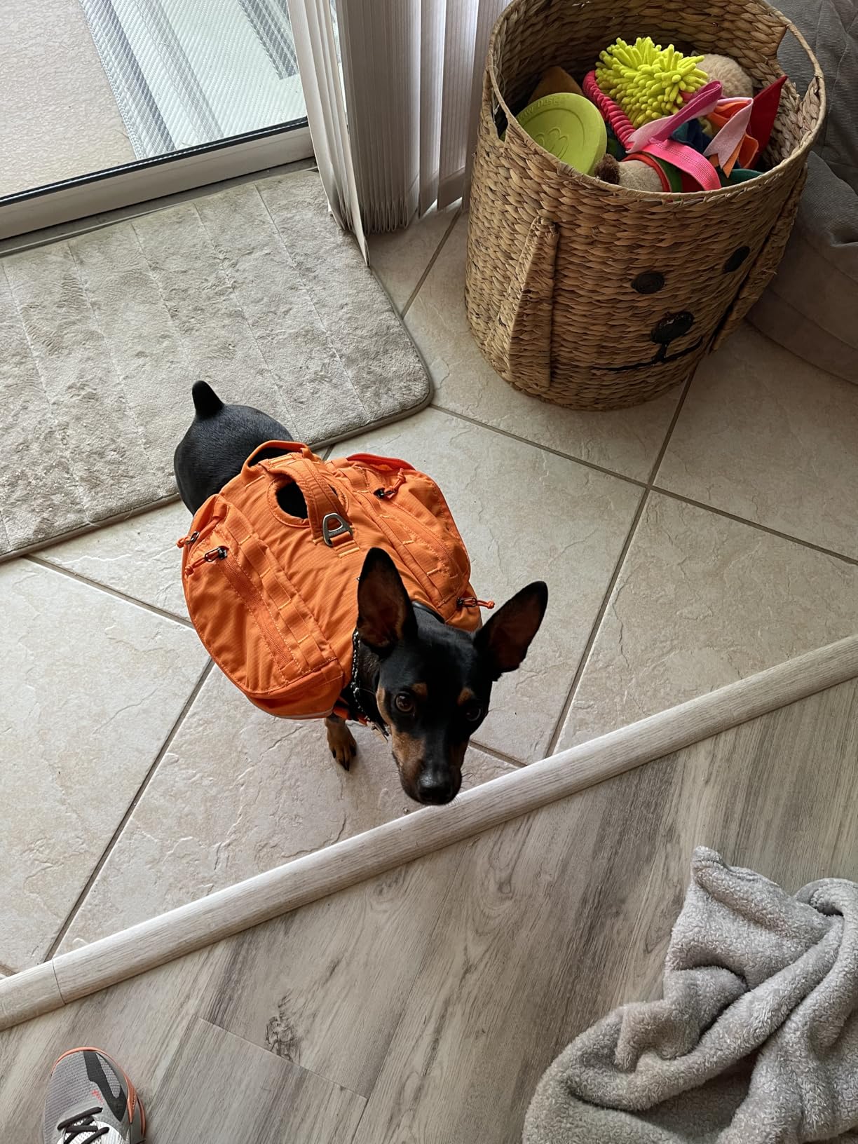 Ruffwear Approach Pack Dog Backpack, Weight-Forward Saddlebags with Flopper Stoppers, 5-Point Adjustable Fit customer photo 2