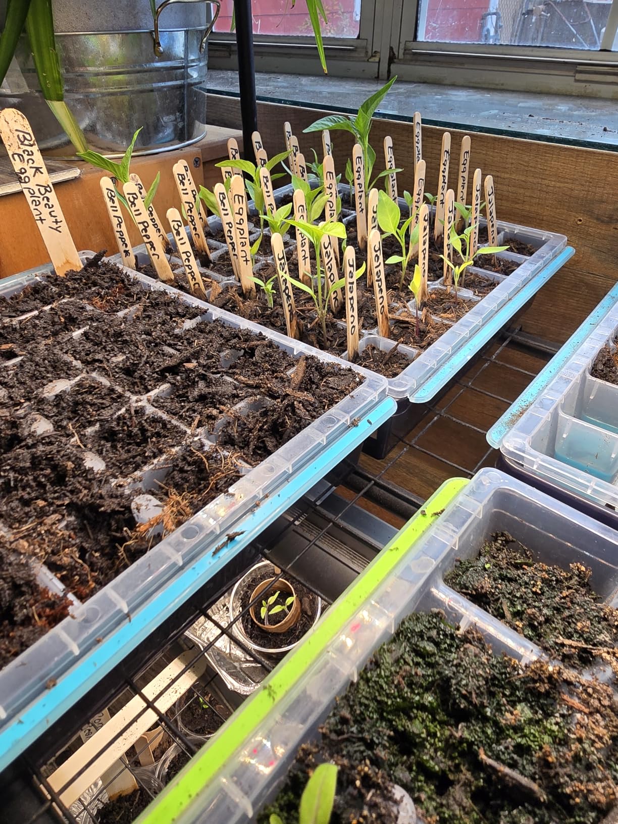 Burpee SuperSeed Windowsill Seed Starting Tray | 8 XL Cell | Reusable & Dishwasher Safe | for Vegetable, Flower & Herb Seeds customer photo 1