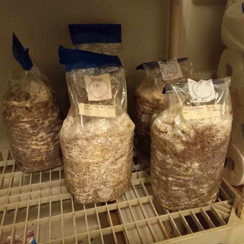TonGass 60-Pack Autoclavable Mushroom Grow Bags Bulk with Microporous Filter Patchs - Large 6