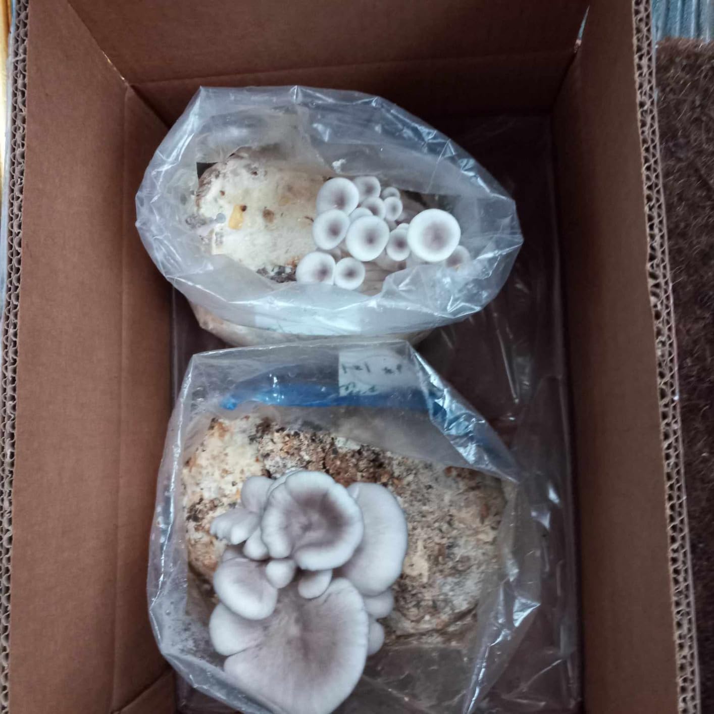 TonGass 60-Pack Autoclavable Mushroom Grow Bags Bulk with Microporous Filter Patchs - Large 6