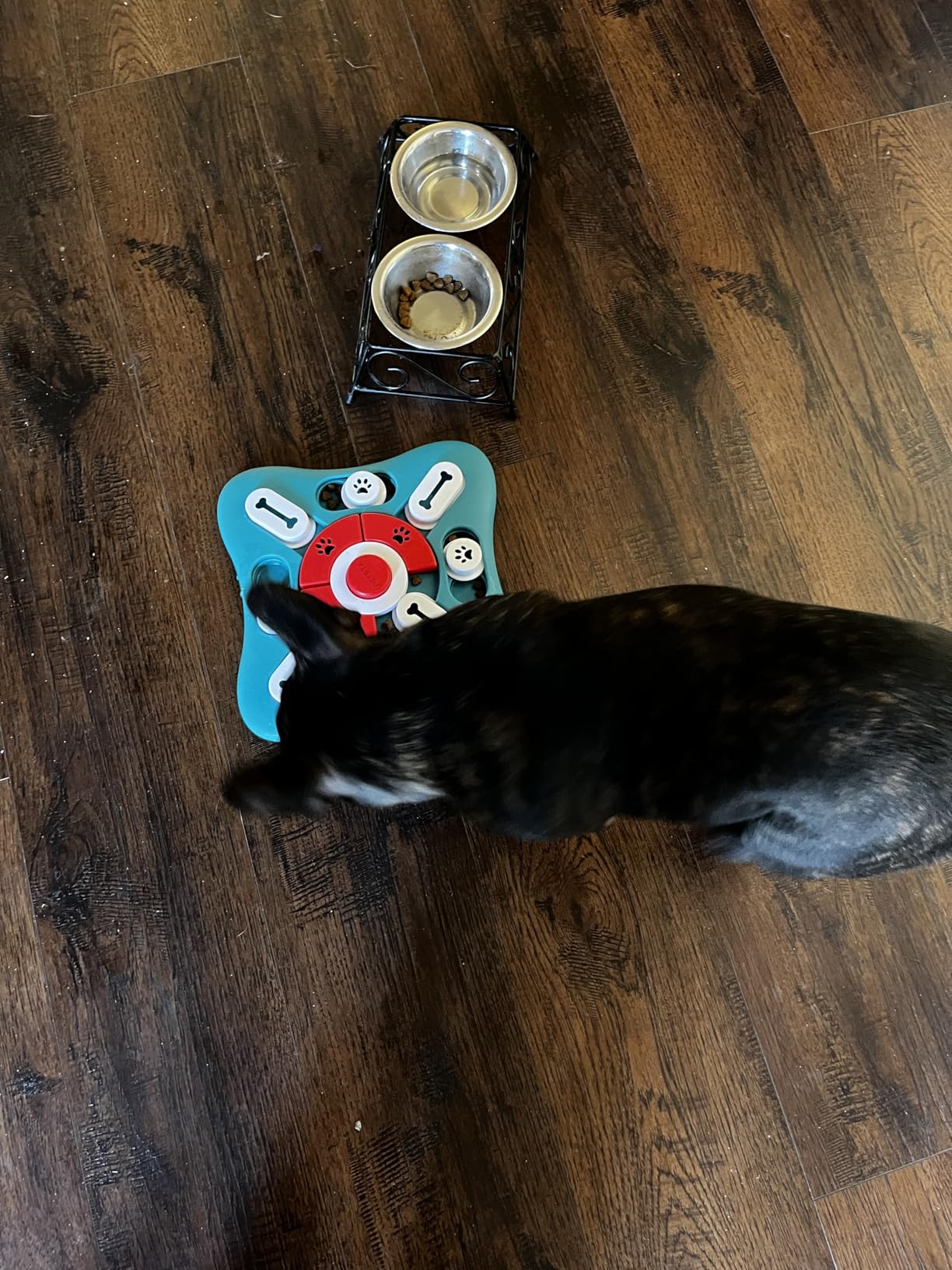 PETSTA Dog Puzzle Toys, Treat Dispensing Dog Enrichment Toys for IQ Training and Brain Stimulation, Interactive Mentally Stimulating Toys as Gifts for Puppies, Cats, Dogs customer photo 2