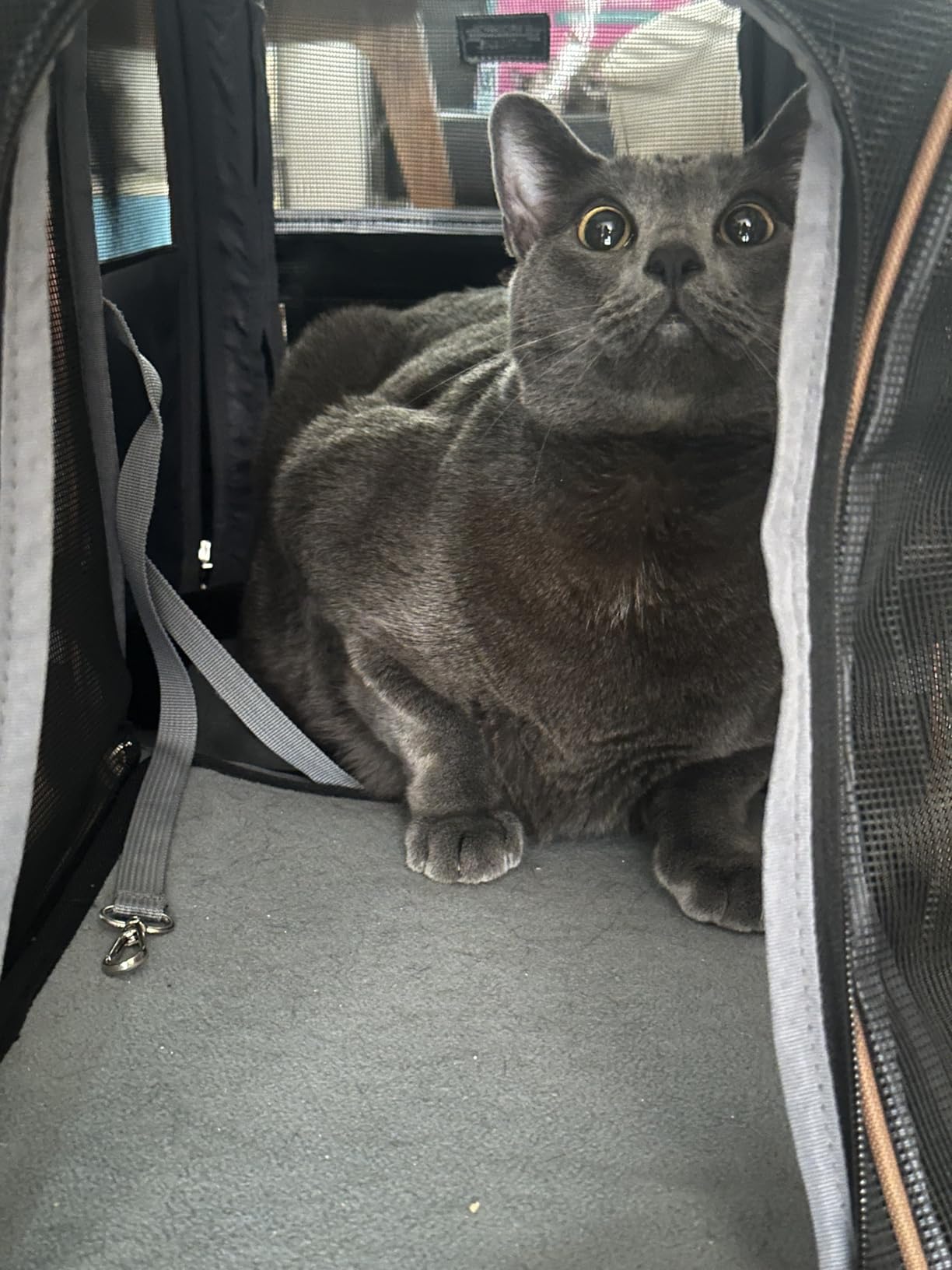 Lekebobor Cat Carrier Backpack, Expandable Pet Carrier with Sun Shade & Full Front Opening, Breathable Mesh Backpack for Small Dogs & Medium Cats Up to 18 Lbs, Foldable for Hiking, Camping (Grey) customer photo 2