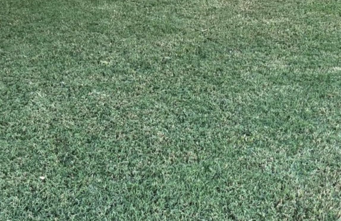 Scotts Turf Builder Grass Seed Sun and Shade Mix - Grass Seed Plus Lawn Fertilizer and Soil Improver, Covers Up To 2,240 sq. ft., 5.6 lb. customer photo 2