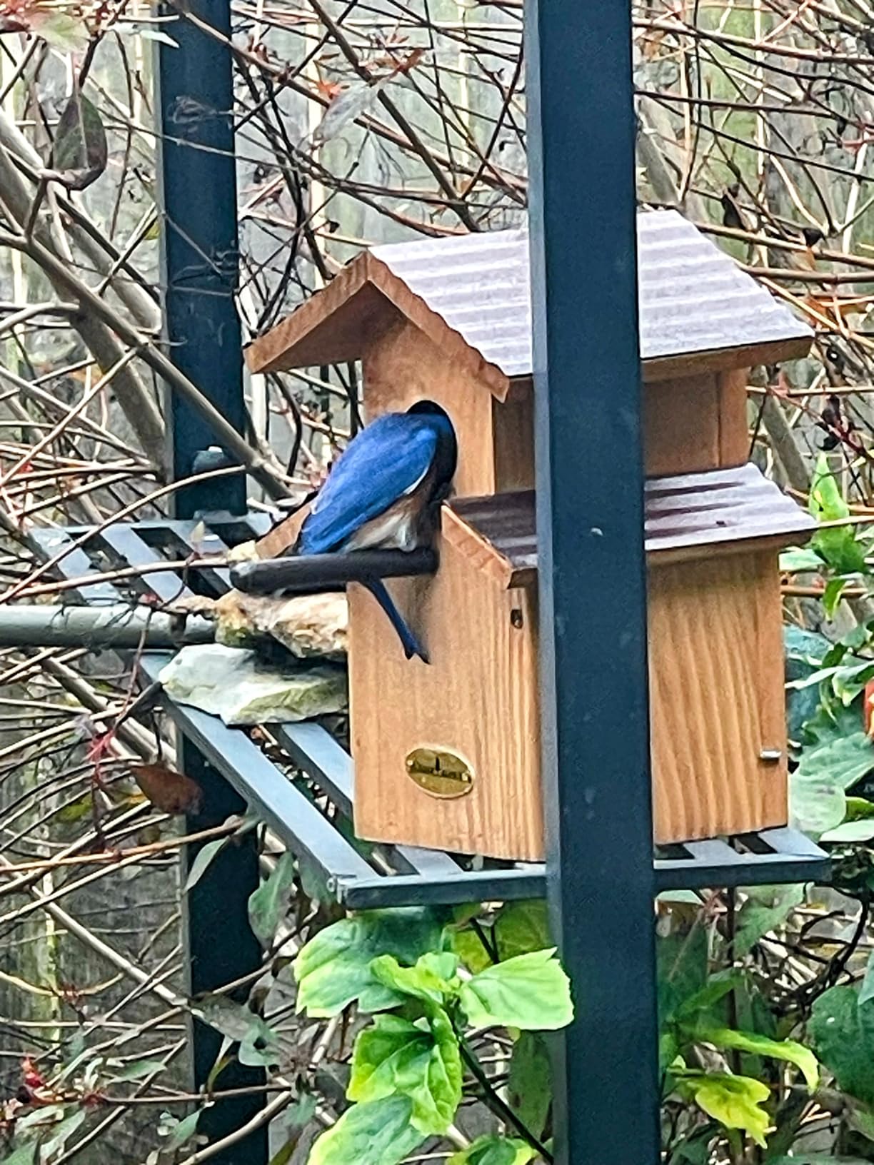 Water Proof Bluebird House for Outside, 2 Layers Metal Roof, Solid Cedar Wood with Secure Latch customer photo 1
