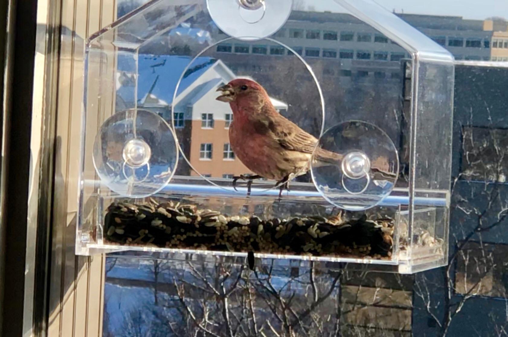 Nature Gear Window Bird Feeder with Strong Suction Cups, Clear Acrylic Window Bird Feeder with Removable Sliding Seed Tray, Weather-Resistant, Squirrel-Resistant Design, Home customer photo 1