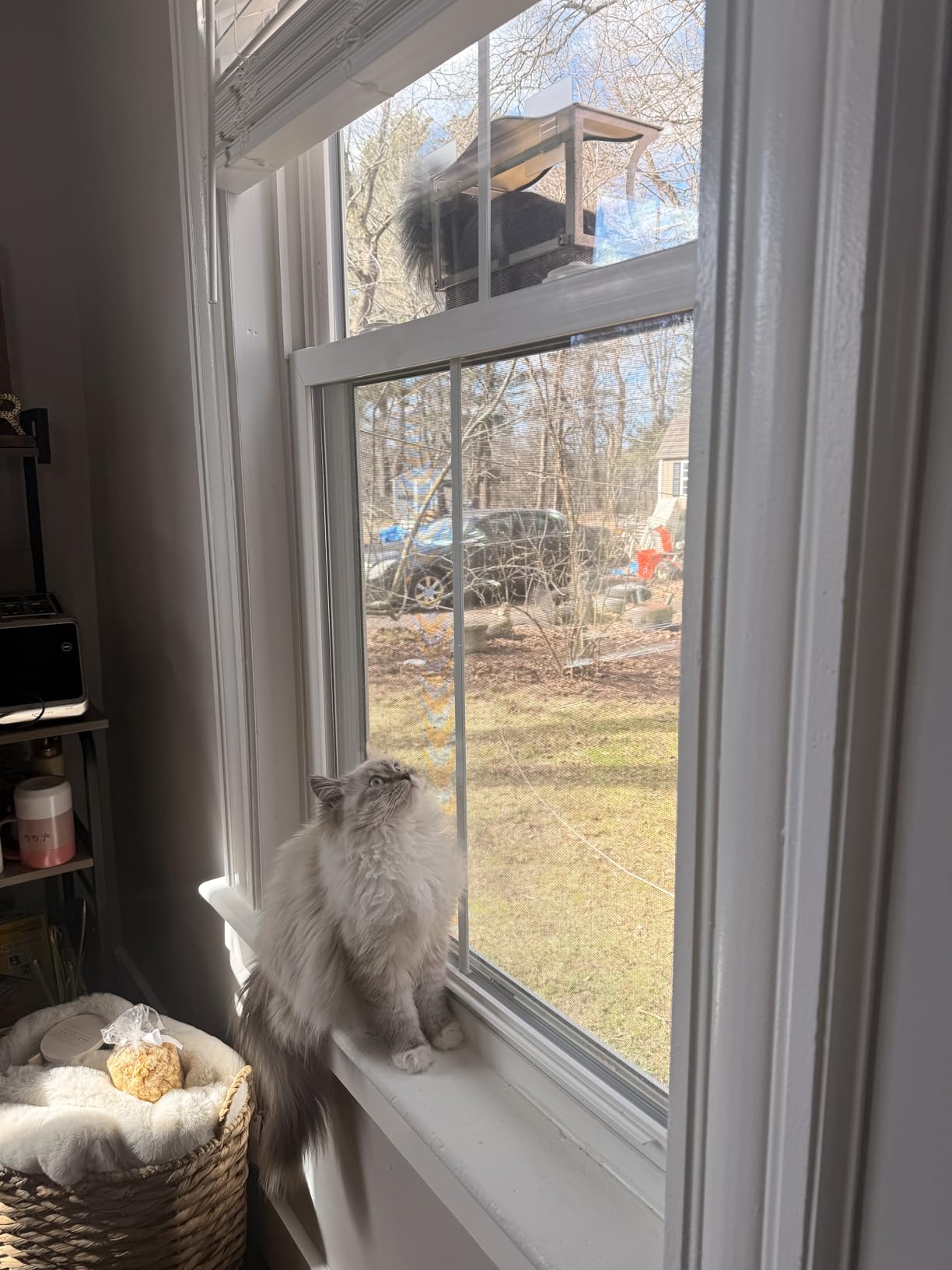 Window Bird Feeder, Metal - with Strong Suction Cups, Large Outdoor for Viewing Bird Watching Gift (Curved) customer photo 1