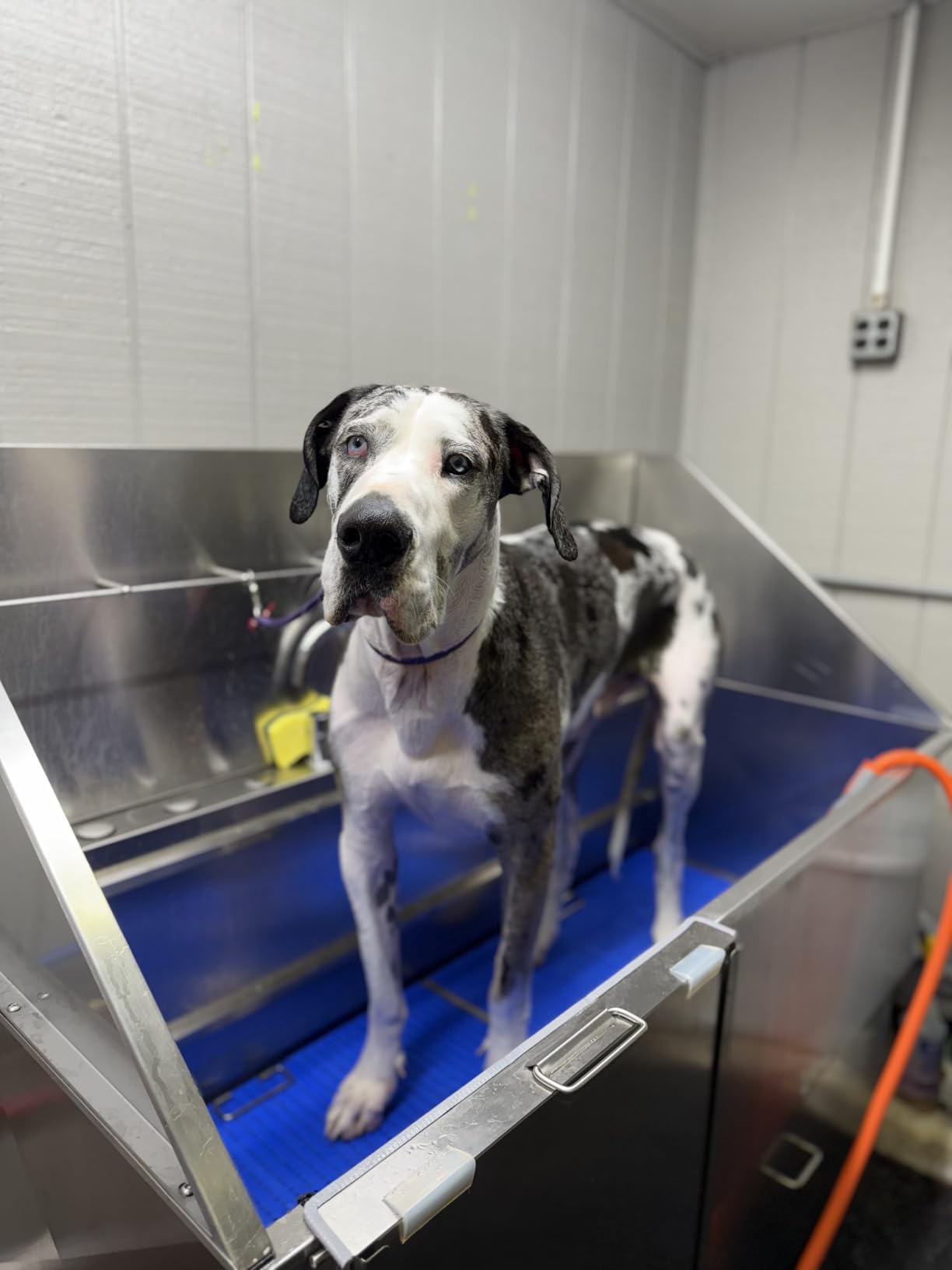 KANIS Professional Dog Washing Station - 304 Stainless Steel Pet Wash Sink & Grooming Bathtub w/Shower, Floor Grates and Storage for Large, Medium & Small Pets (1 Drawer - Left Ramp - Silver, 50) customer photo 1