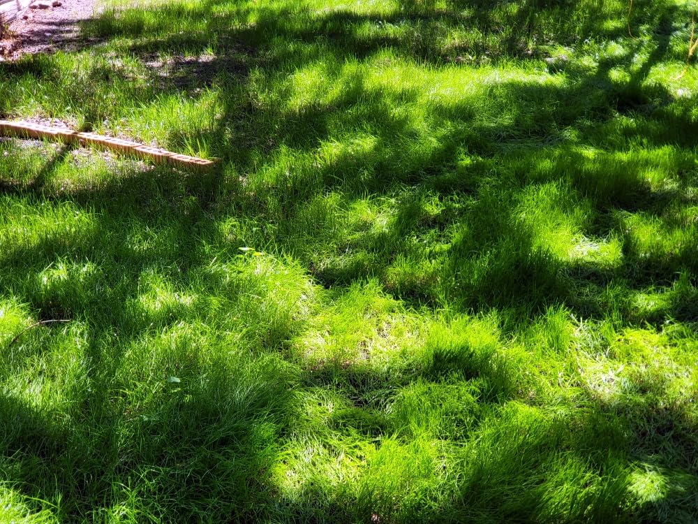 Scotts Turf Builder Grass Seed Dense Shade Mix - Grass Seed Plus Lawn Fertilizer & Soil Improver, Grows With As Little As 3 Hours Of Sun, Covers Up To 600 sq. ft., 2.4 lb customer photo 2