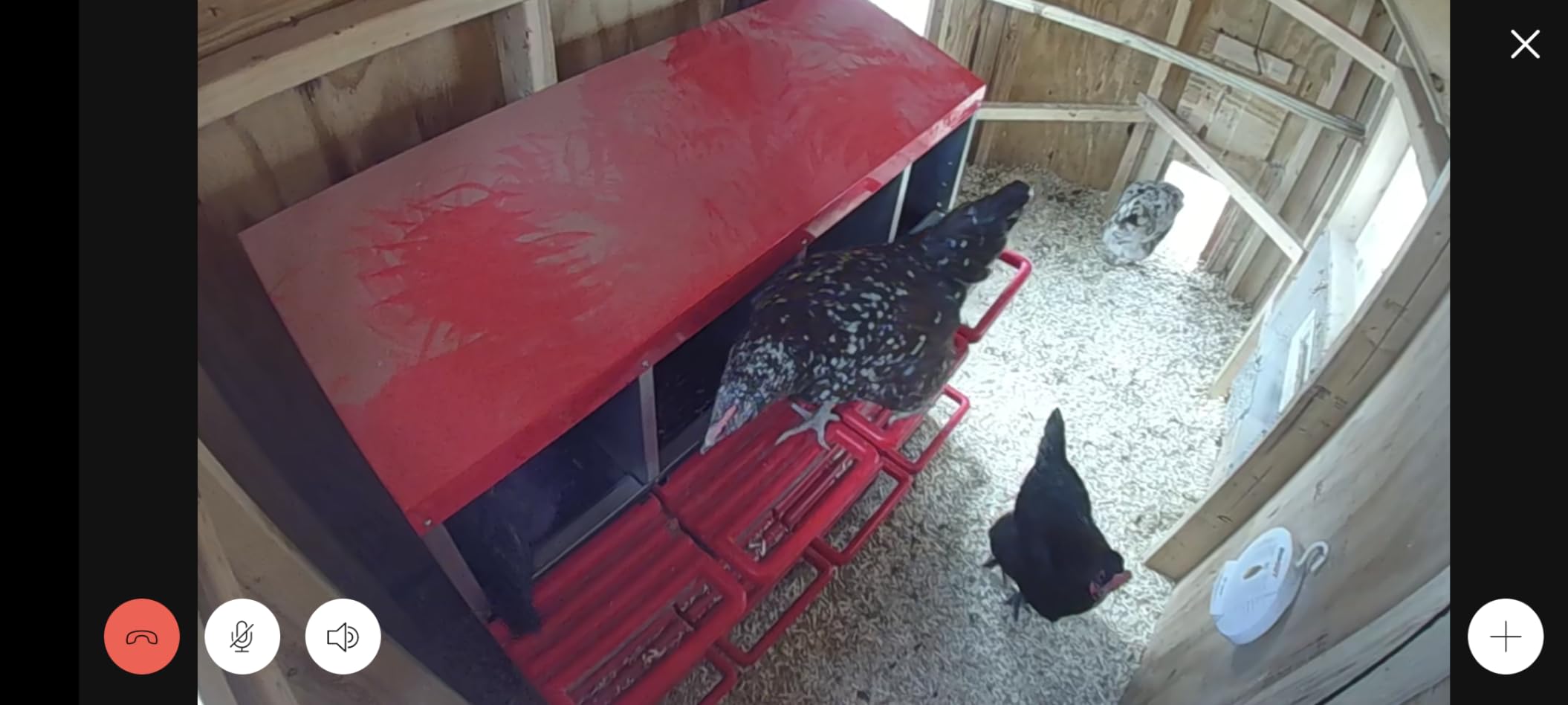 Nesting Boxes for Chickens - 4 Hole Roll Out Chicken Nesting Box with Reverse Egg Collection, Galvanized Steel Coop Nest with Perch, Fits Up to 20 Hens customer photo 1