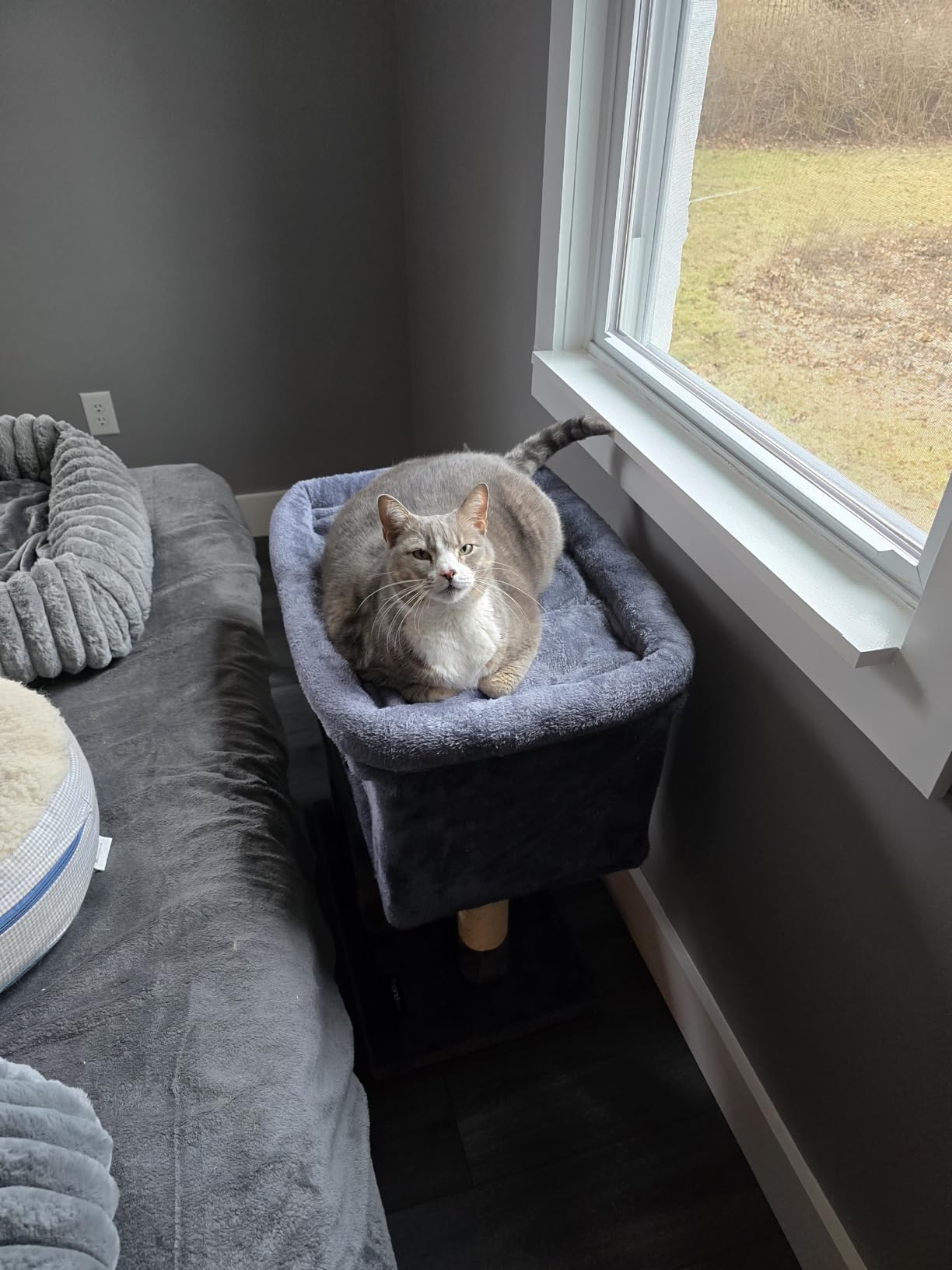 Feandrea Cat Tree, 26.4-Inch Cat Tower, Plush Condo for Kittens up to 7 lb, Large Perch, 2 Caves, Scratching Post, Light Gray UPCT611W01 customer photo 2