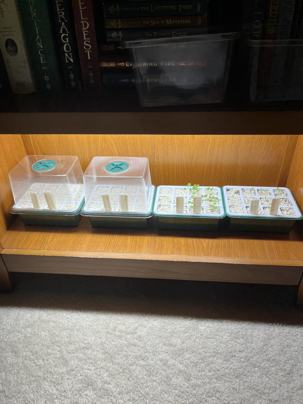 Seed Starter Tray, 48 Cells Indoor Seed Starter Kit, Flexible Silicone Designed Seedling Starter Trays with Humidity Dome & Lids (4in Height) customer photo 2