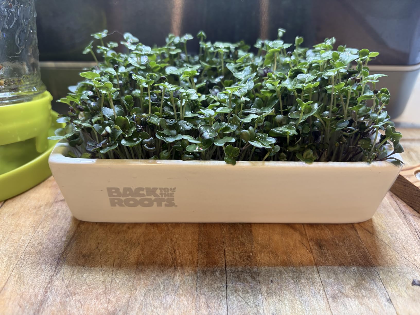Back to the Roots Organic Microgreens Grow Kit with Ceramic Planter, Expandable Soil, Organic Seeds, and Germination Lid customer photo 2