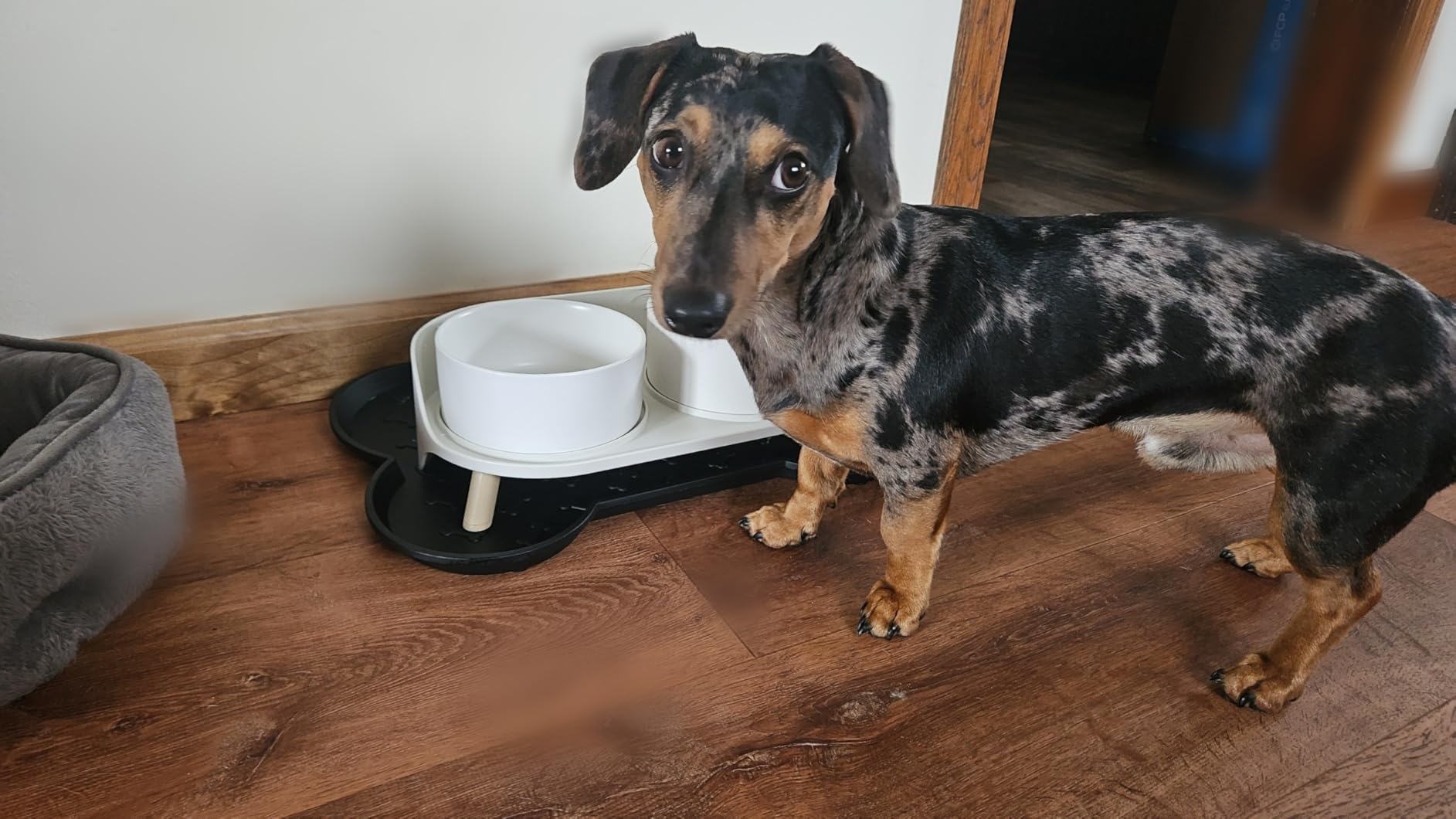 Elevated Ceramic Dog Bowl Set - Double Dog Feeding Bowls with Stand Splash Proof - Raised Dishes for Food and Water - Ideal for Small to Medium Dogs - 2 x 850 ml - 28.74 oz customer photo 2