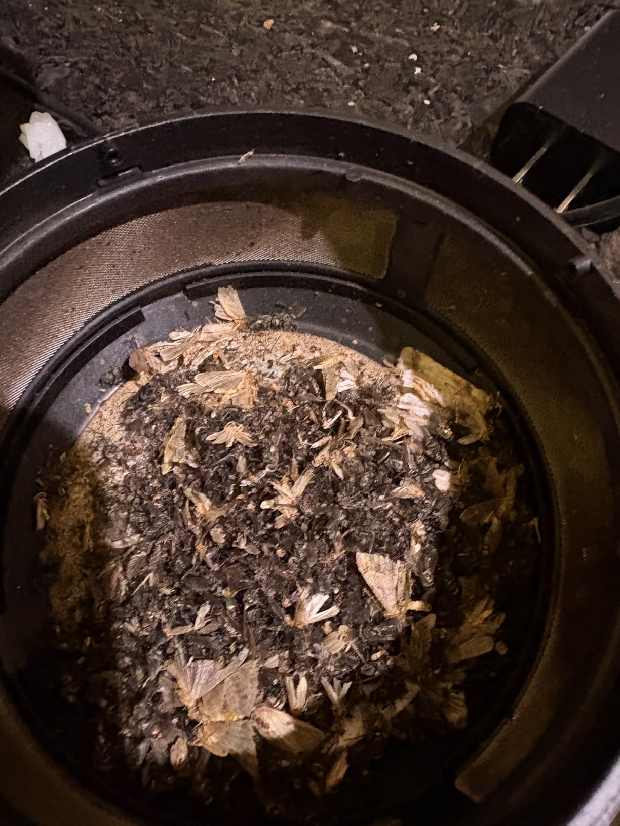DynaTrap DT152 Indoor Insect Trap and Killer - Catches and Kills Gnats, Flies, Moths & Other Flying Insects customer photo 1