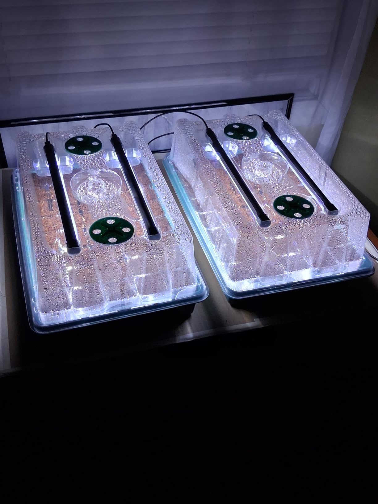 BlumWay Seed Starter Tray with Grow Light, 2 Pack 80 Cells Seedling Tray Kit with Humidity Dome/Indoor Plant Starter Kit customer photo 2