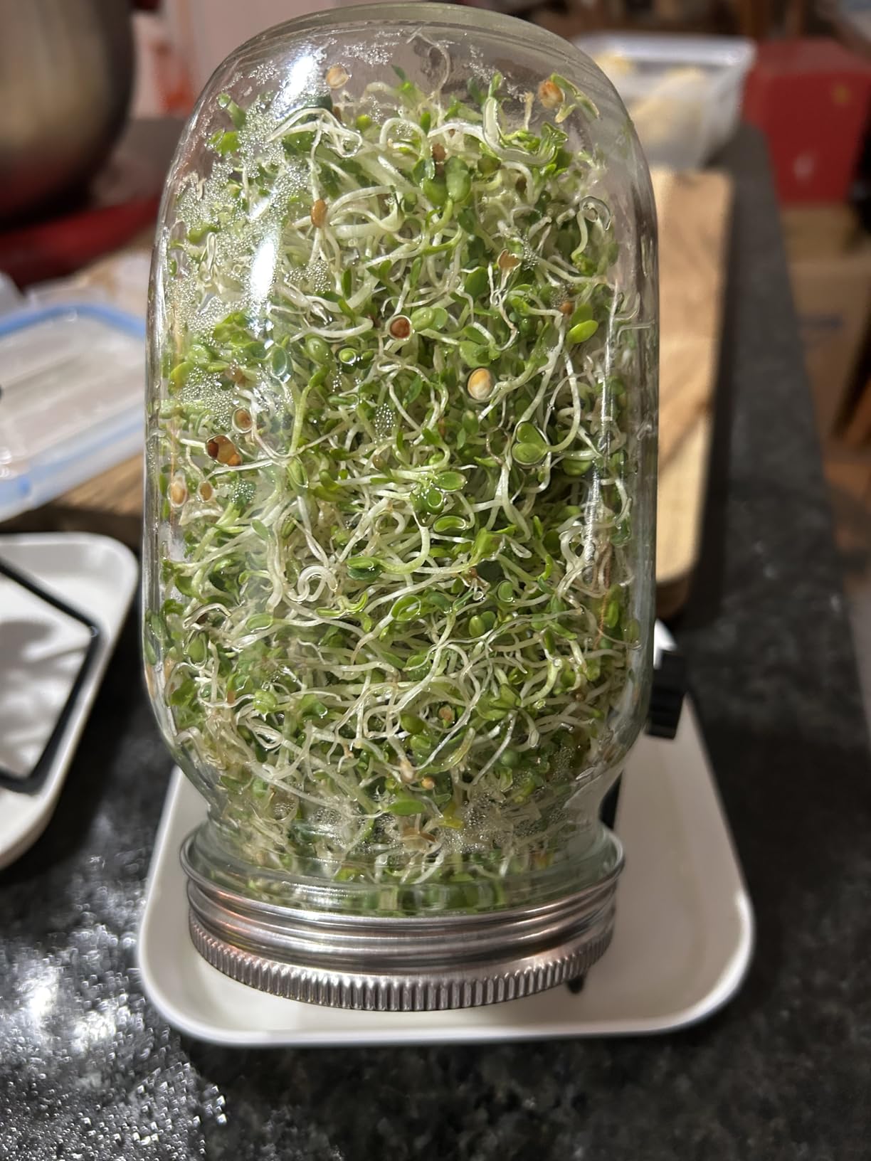 Kikerike Seed Sprouting Jar Kit with 4 Wide Mouth Mason Jars Bean Sprouts Growing Kit Microgreens Growing Jar with Mesh Screen Lids Sprouter Sprouts Maker for Growing Broccoli, Alfalfa, Mung Bean customer photo 2