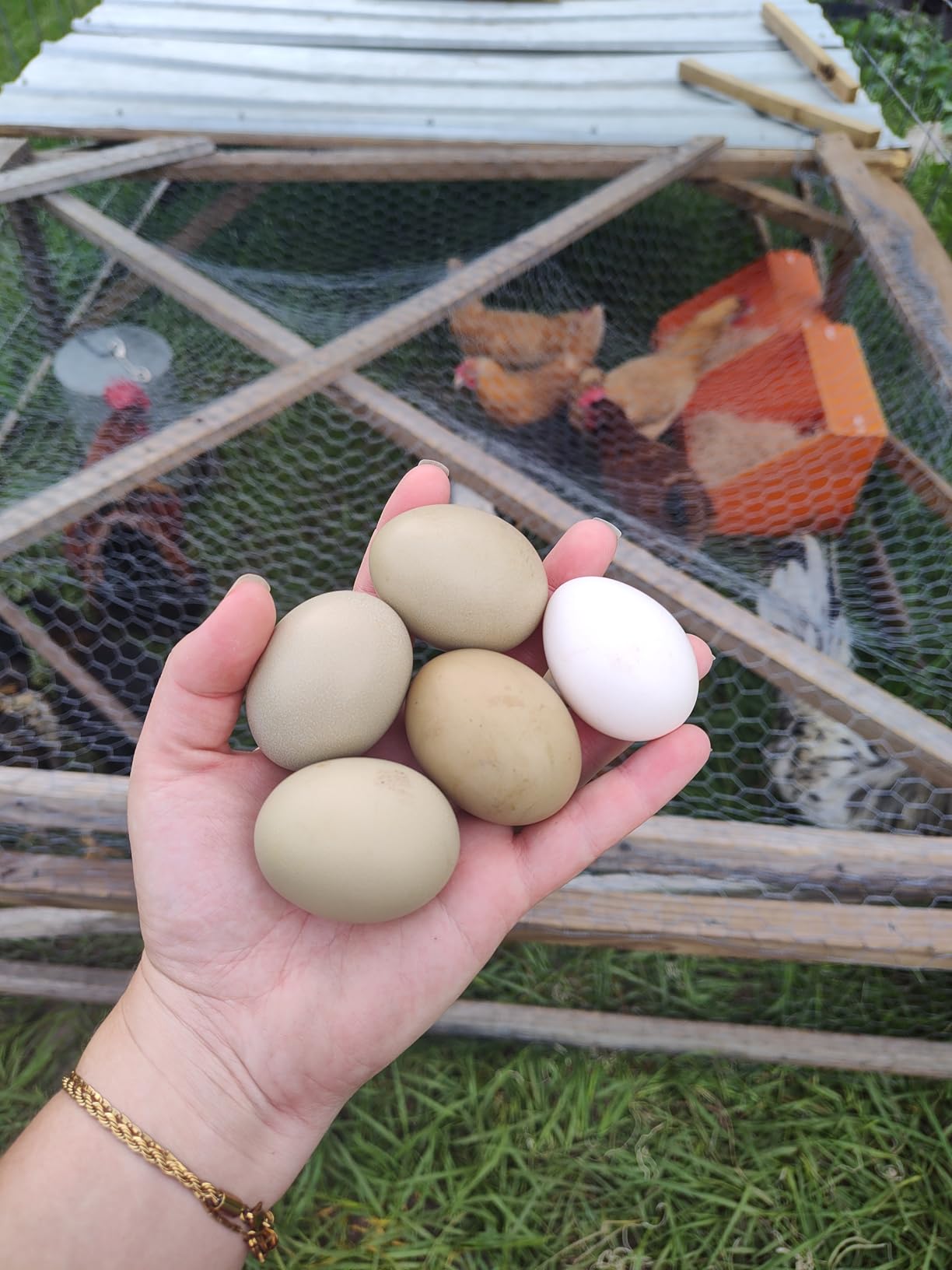 Touri 3 Pack Durable Chicken Nesting Boxes for Laying Eggs customer photo 1