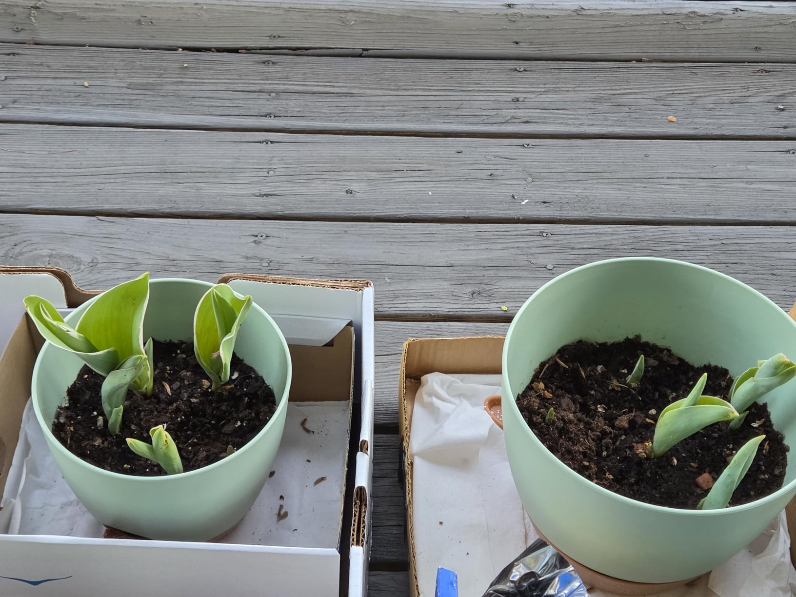 Plant Pots 10/9/8/7.5/7 Inch Self Watering Pots, Set of 5 Plastic Planters with Drainage Holes and Saucers, Plastic Flower Pots, Nursery Planting Pot for Indoor Out Door Plants (White) customer photo 1