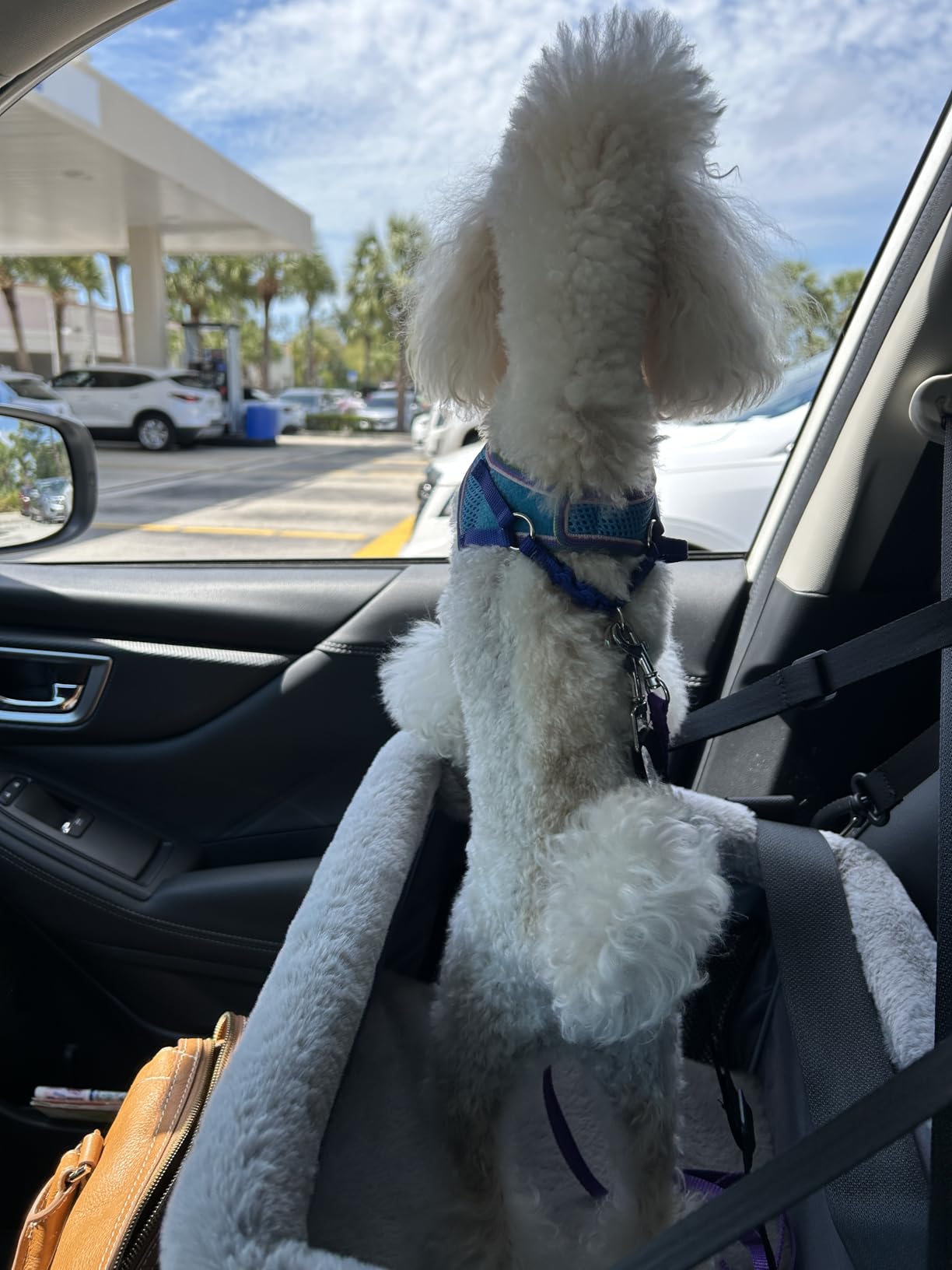 JOEJOY Deluxe Dog Booster Seat with Sturdy Metal Frame and Safety Leash for Small Pets up to 20 lbs - Portable Puppy Dog Car Seat with Thick Cushion and Storage Pockets for Small Dogs customer photo 1
