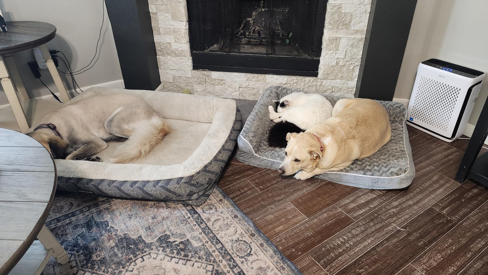 BFPETHOME Orthopedic Dog Beds for Large Dogs-Waterproof Sofa Dog Bed with Removable Washable Cover, Big Pet Bed with Waterproof Lining and Nonskid Bottom,Pet Bed for Large Dogs customer photo 1
