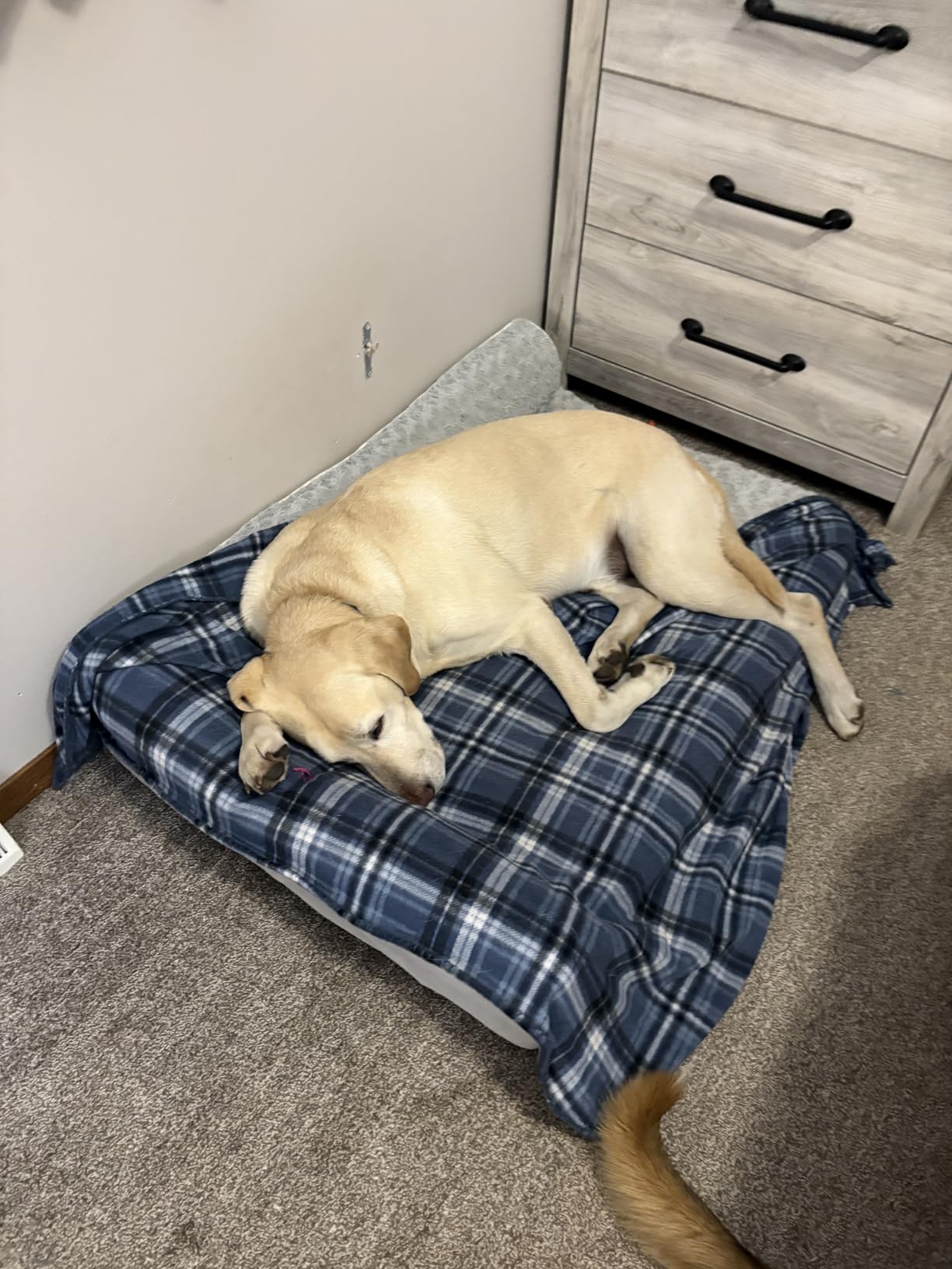 BFPETHOME Orthopedic Dog Beds for Large Dogs-Waterproof Sofa Dog Bed with Removable Washable Cover, Big Pet Bed with Waterproof Lining and Nonskid Bottom,Pet Bed for Large Dogs customer photo 2
