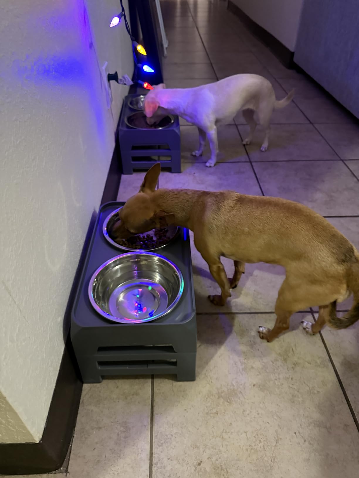 COMESOON Elevated Dog Bowls, 4 Height Adjustable Raised Bowl Stand with 2 Thick 50oz Stainless Steel Food Bowls Non-Slip Feeder Adjusts to 3.7'', 9.2'', 10.75'', 12.36'' Black, (DB-W01) customer photo 2