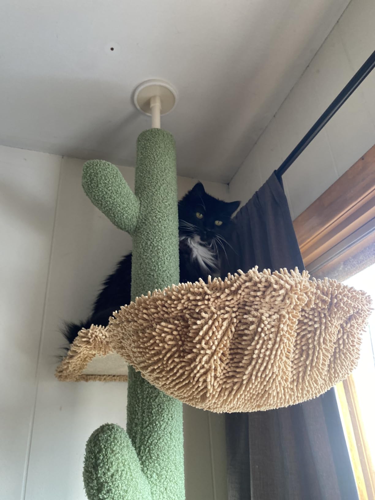 PAWZ Road Cat Tree, Cactus Floor to Ceiling Cat Tower with Adjustable Height(95-108 Inches), 5 Level Cat Climbing Tower with Cozy Hammock, Platforms and Dangling Balls for Indoor Cats customer photo 1