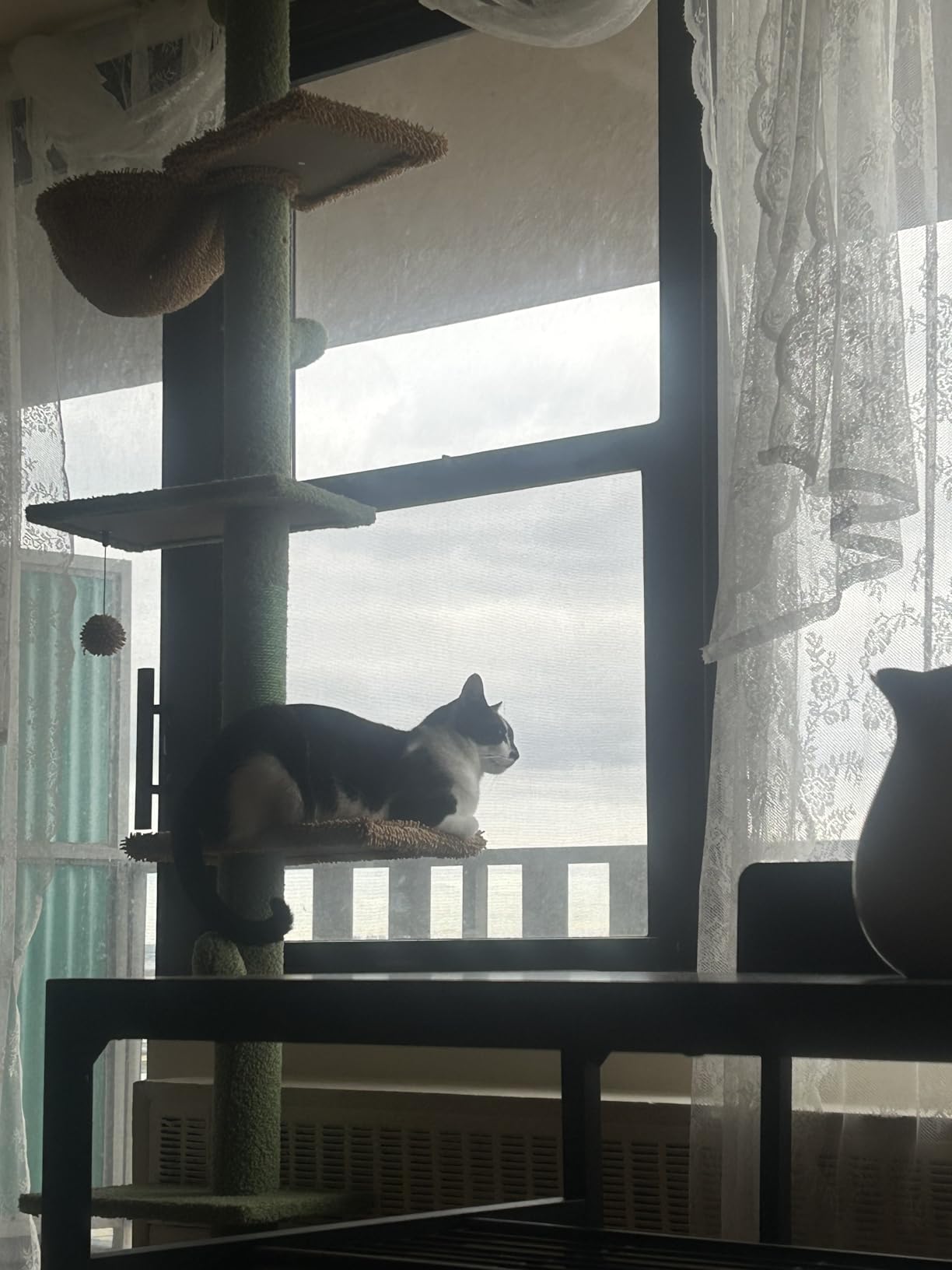 PAWZ Road Cat Tree, Cactus Floor to Ceiling Cat Tower with Adjustable Height(95-108 Inches), 5 Level Cat Climbing Tower with Cozy Hammock, Platforms and Dangling Balls for Indoor Cats customer photo 2