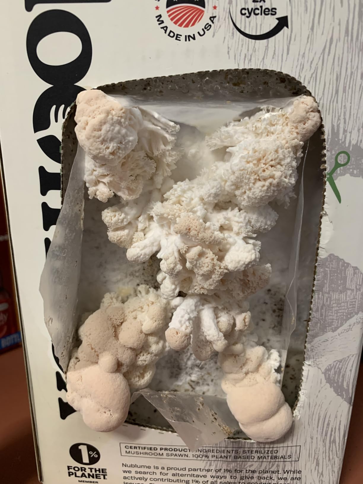 BloomBox Lion's Mane Mushroom Grow Kit - Ready to Fruit Indoor Gardening Gift - Organic Nootropic Spawn Log - Edible Brain Food customer photo 1