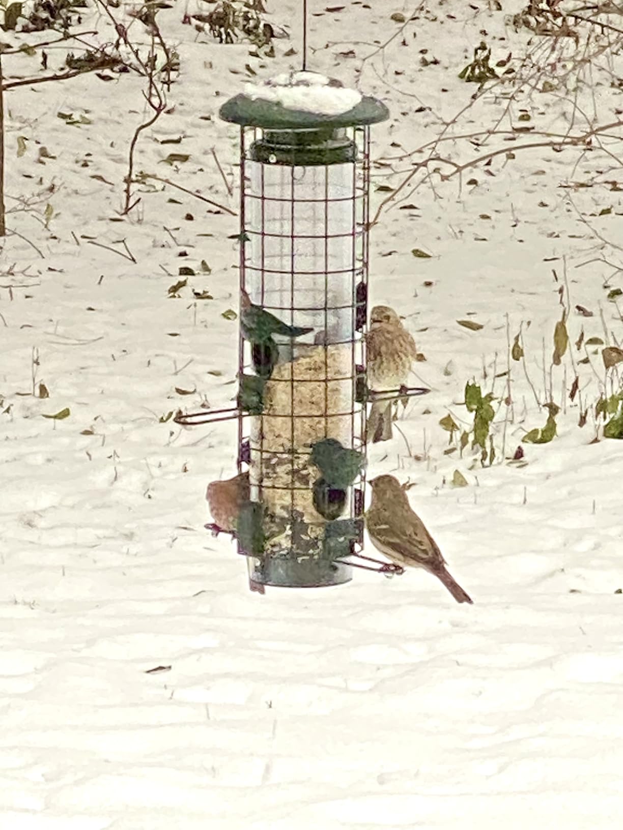 Squirrel Proof Bird Feeder, Metal Mesh Bird Feeders for Outdoors Hanging, Gravity Protection Squirrel Proof Wild Bird Feeders with Finch Cardinal Chickadee, 3LB Large Capacity, Green customer photo 1