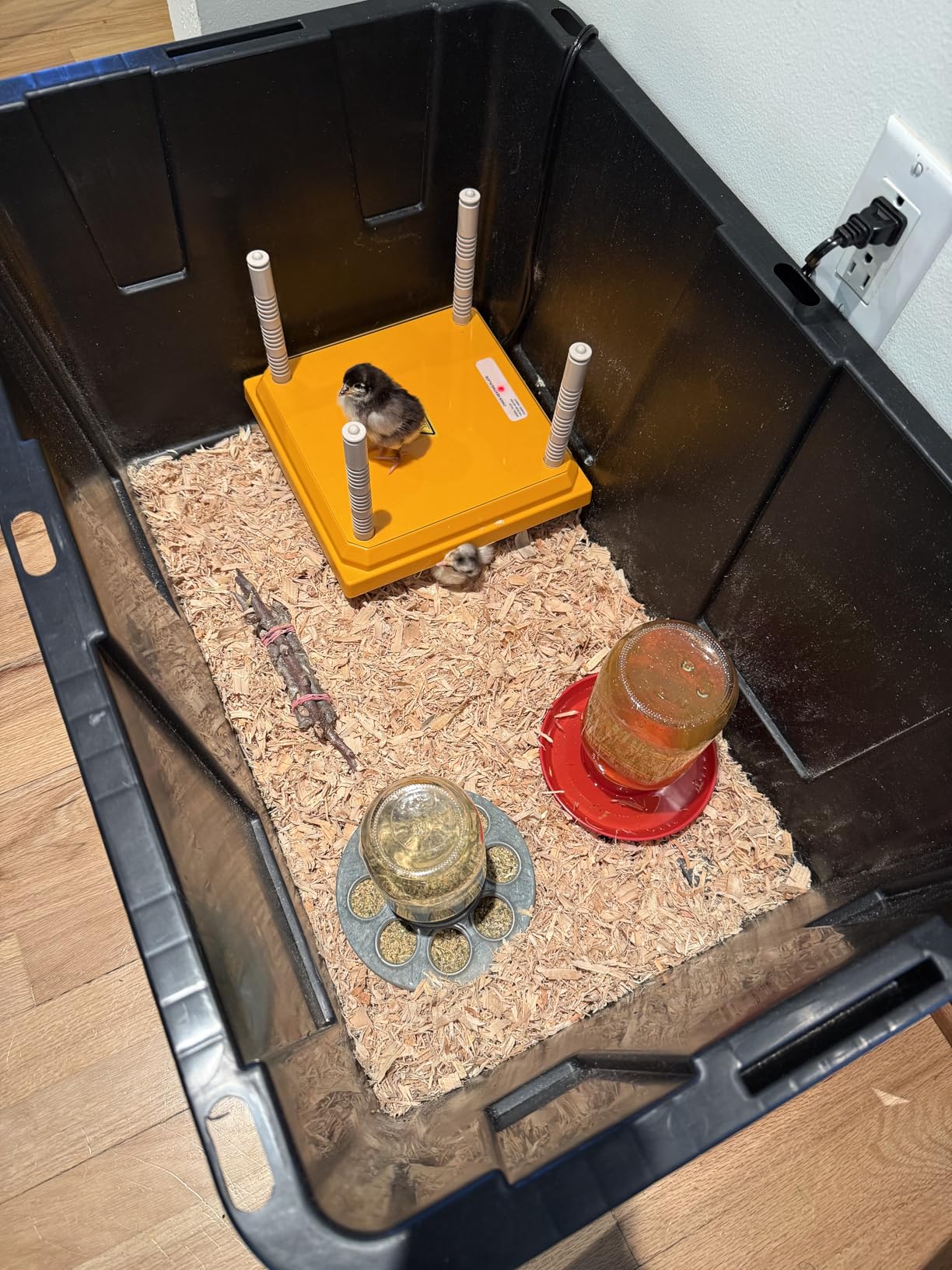 Brooder Heater for Chicks, 10