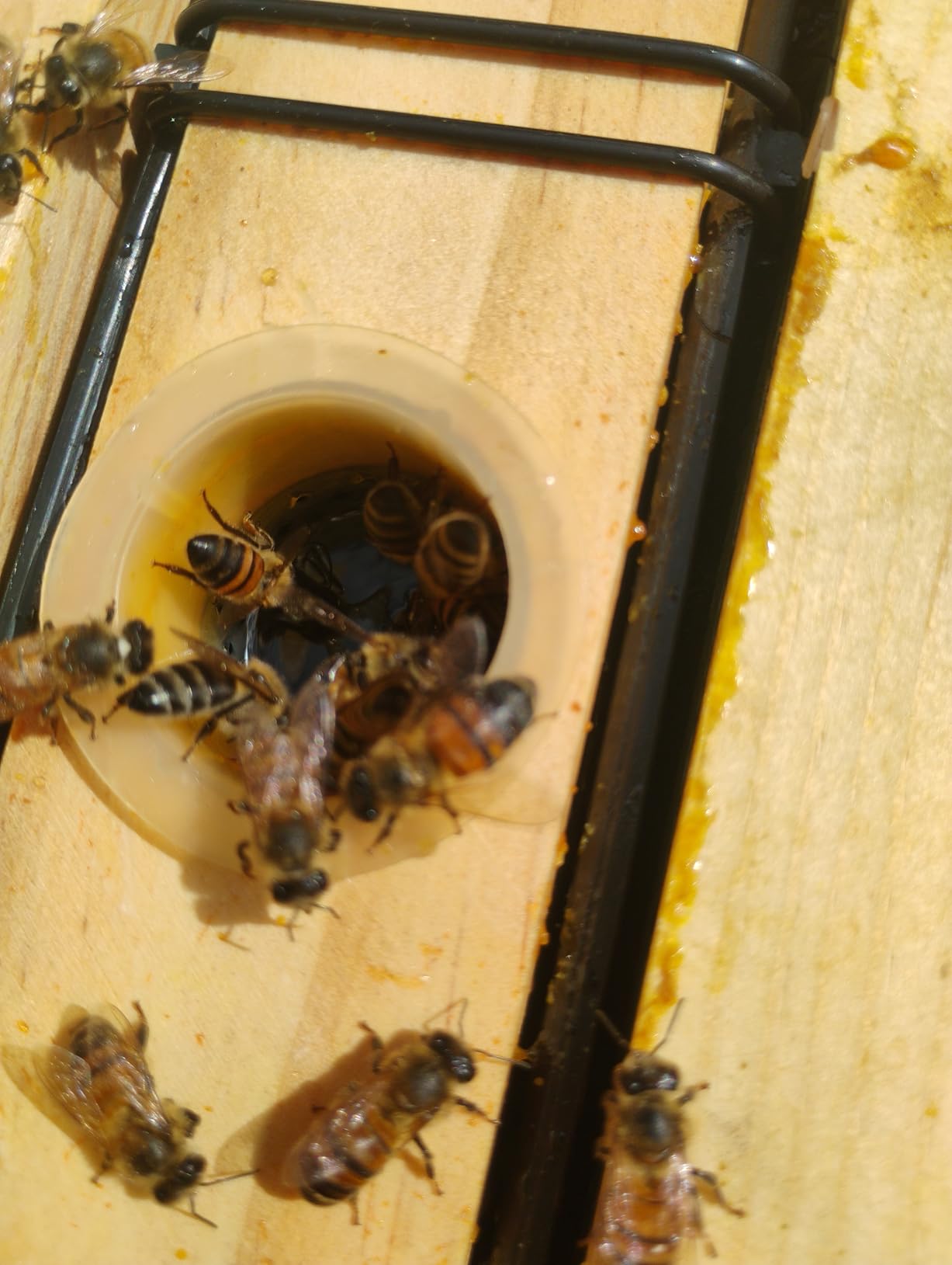 BeeCastle 2 Pack 3.5L Beehive Feeder Beehive Frame Feeder Deep Frame Water Feeder for Beekeeping customer photo 2