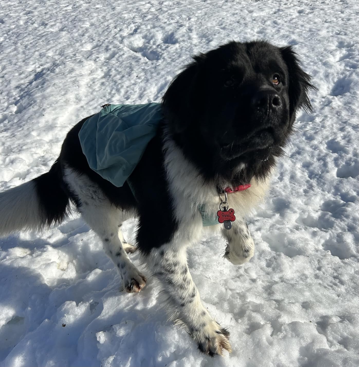 Ruffwear Front Range Day Pack, Dog Backpack with Saddlebags, 5-Point Adjustment, 3 Leash Points customer photo 1