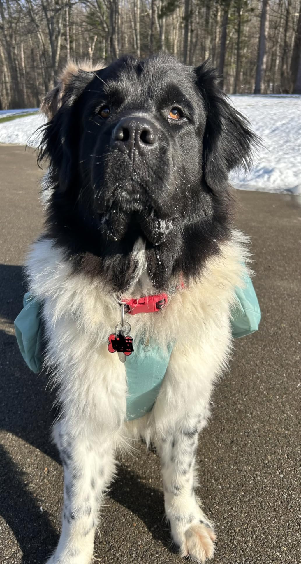 Ruffwear Front Range Day Pack, Dog Backpack with Saddlebags, 5-Point Adjustment, 3 Leash Points customer photo 2