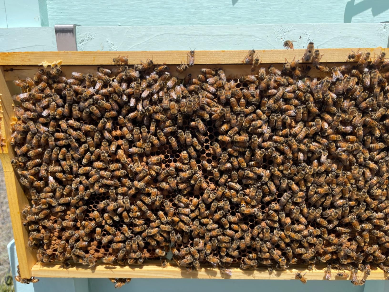 Beekeeping for Beginners: A Complete Guide to Building Your Own Beehive, Colony Management, Honey Harvesting, and Turning Your Passion into Profit customer photo 2