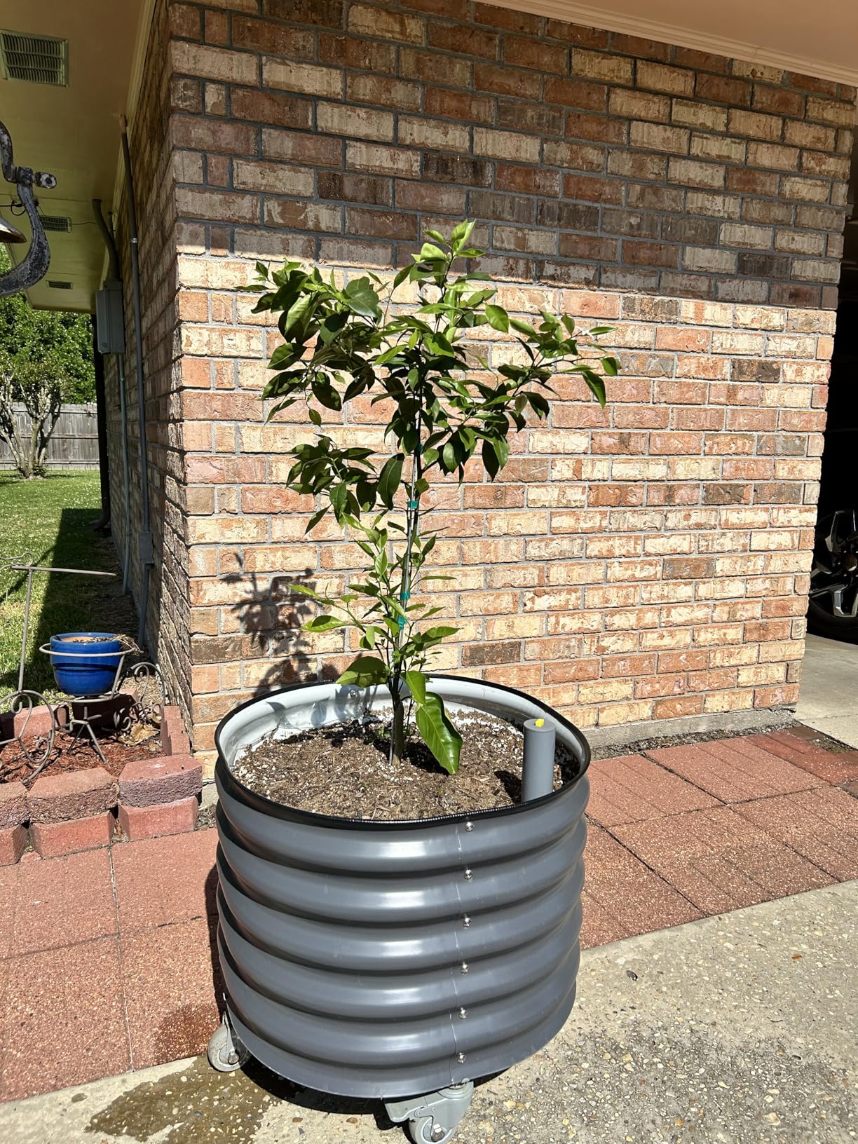 Rolling Metal Citrus Tree Planter, Self-Watering Round Large Pot for Growing Trees Tomatoes Vegetables and Flowers, Raised Garden Bed with Wheels for Porch Patio and Backyard, Single Pack-Modern Gray customer photo 1