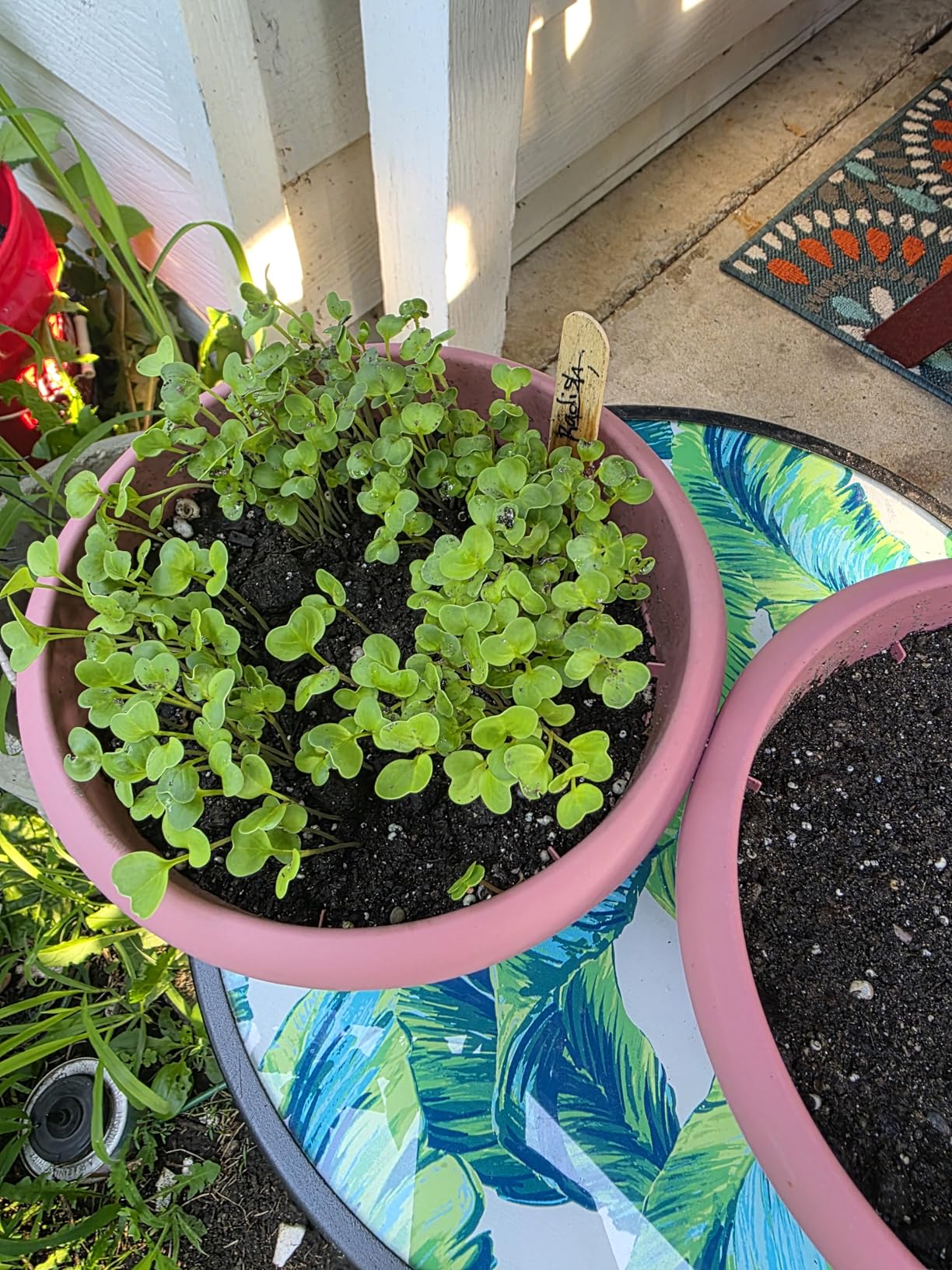 Back to the Roots Heirloom Organic, Non-GMO & USA Grown Seeds, 30ct Herb, Fruit, and Veggies Assortment customer photo 1