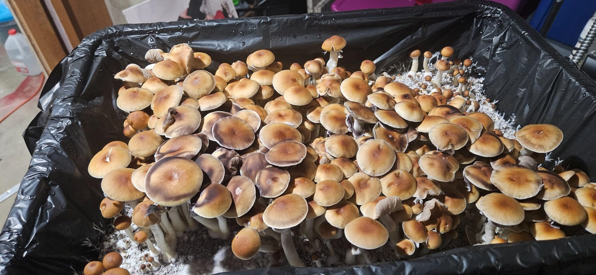 Mushroom Monotub Large 66Q Grow Kit | Complete Mushroom Grow Kit | for Dung-Loving Mushrooms | Just add Spores customer photo 2