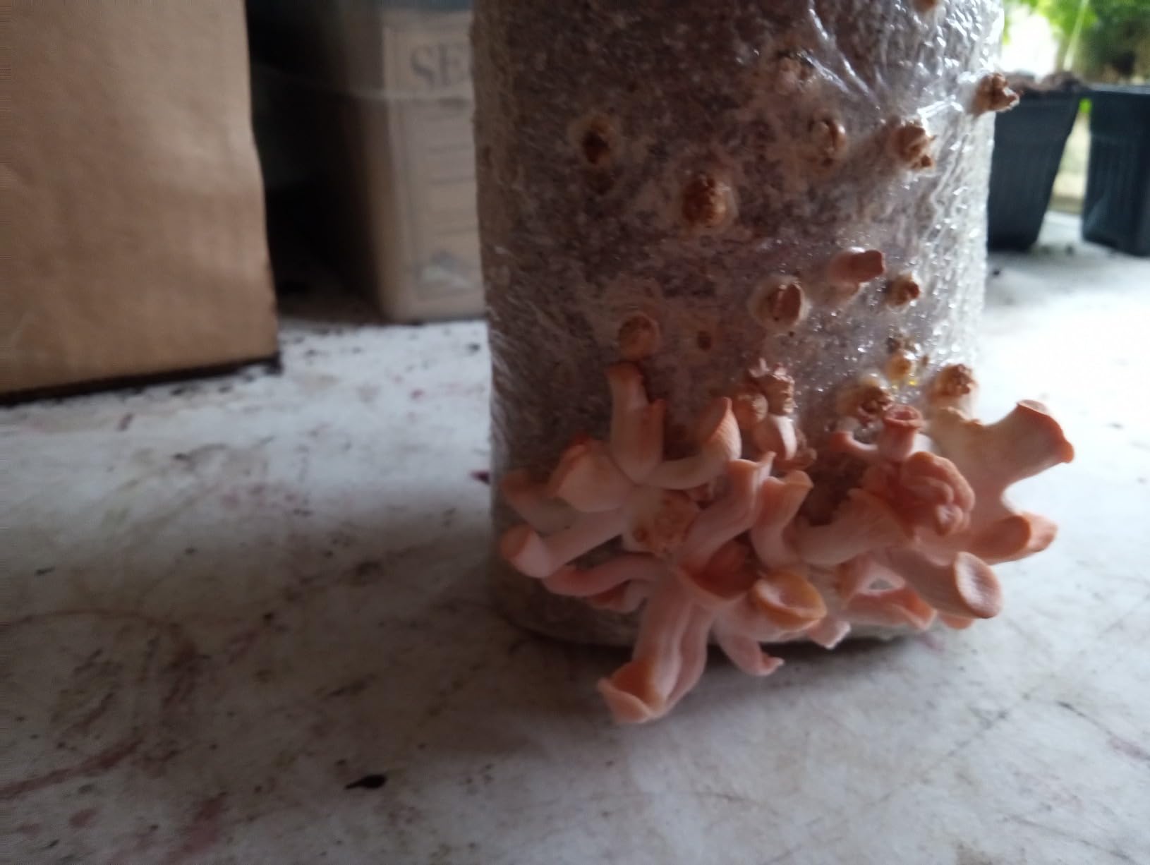 Four All in One Mushroom Grow Kits with Yellow, Blue, Florida, and Pink Oyster, Complete Cultivation Set customer photo 2