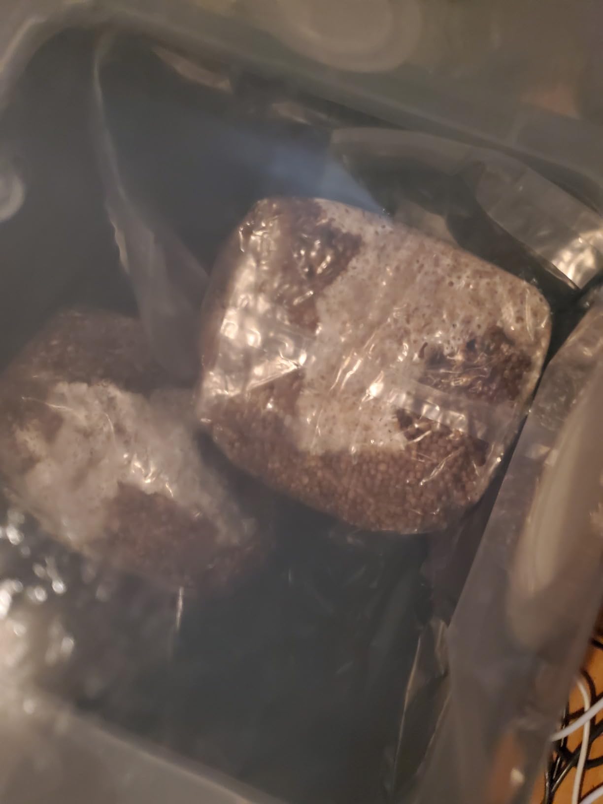 Premium 5-Grain Mushroom Spawn Bags | Sterilized Grain Spawn | Injection Ports | 2 Quarts Each Bag | 2 Bags per Box customer photo 1