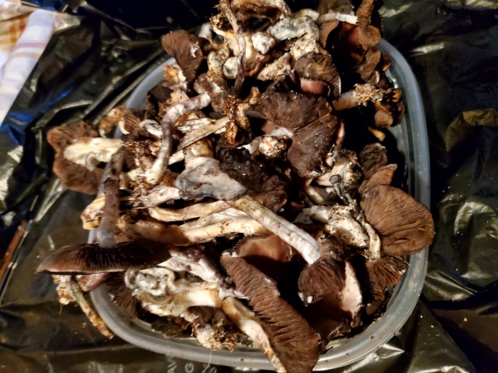 Premium 5-Grain Mushroom Spawn Bags | Sterilized Grain Spawn | Injection Ports | 2 Quarts Each Bag | 2 Bags per Box customer photo 2