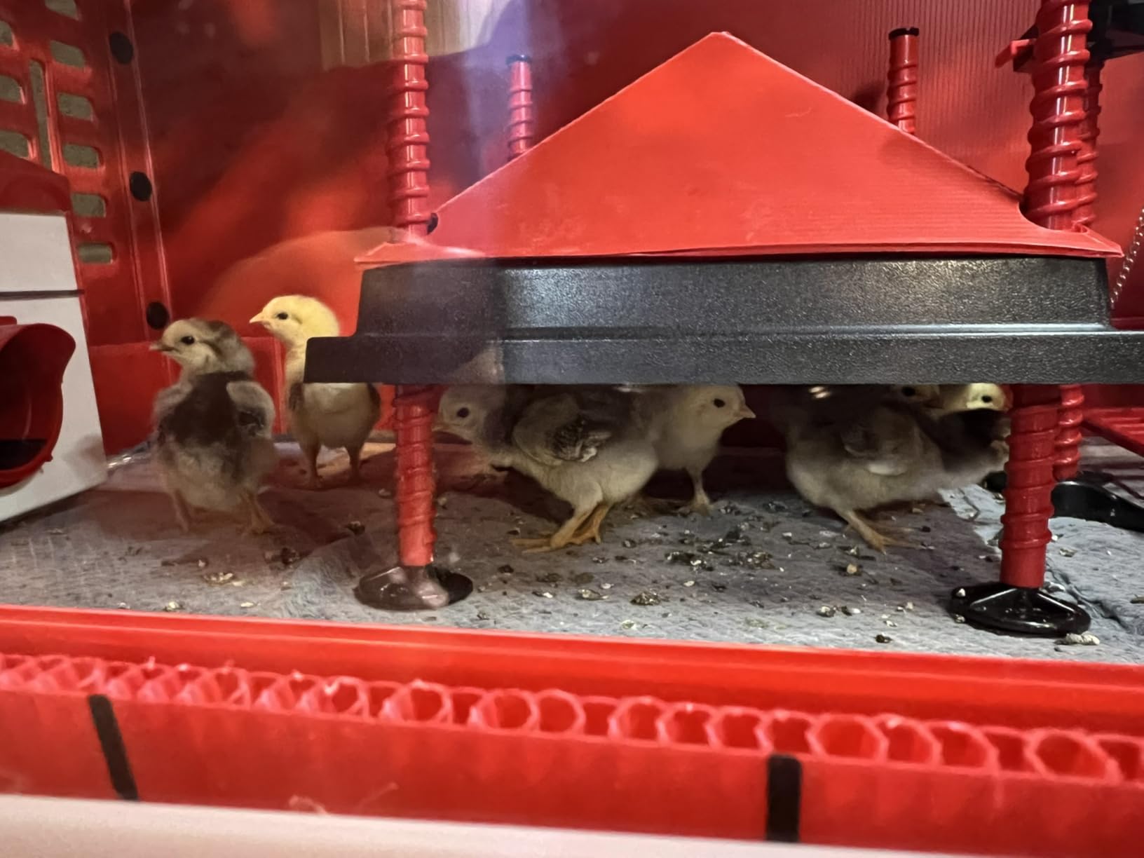 RentACoop Big Red Barn Chick Brooder Set | Durable, Lightweight, Easy-Clean, Multipurpose | with Heating Plate, Feeder, Waterer, Absorbent Hatchling Liners, Jute Liners, LED Light, Security Latch customer photo 1
