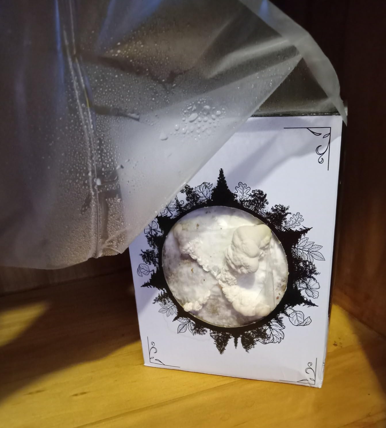 Organic Lion's Mane Mushroom Growing Kit - Indoor Gardening Kit for Fresh Gourmet Mushrooms - Easy to Grow at Home - 3.5 lb customer photo 2