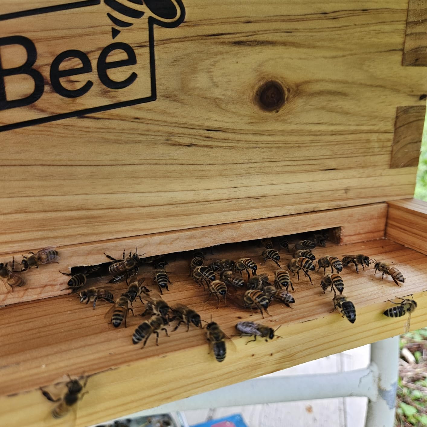 MayBee 8-Frame Beehive Starter Kit, Bee Hive Kit Dipped in 100% Beeswax, Bee Hives Boxes Starter Kit Includes Beekeeping Supplies Tool Kit and Bee Suit customer photo 2