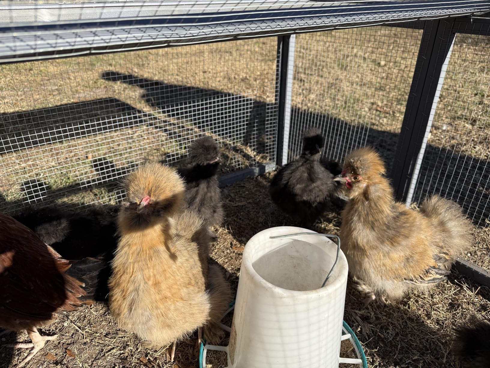 COZIWOW Chicken Coop Run Rabbit Hutch, Portable Chicken Cage with Top & Side Opening Doors, Folding Wooden Chicken Coop customer photo 1