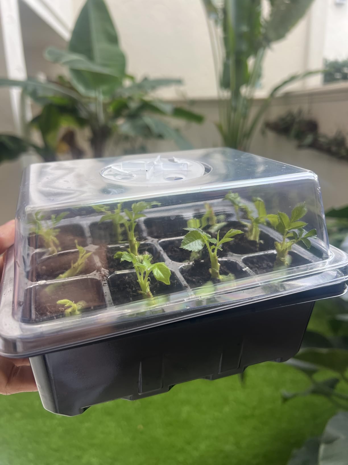 Bonviee 5-Pack Seed Starter Trays, Seed Starter Kit with Adjustable Humidity Dome and Base Indoor Greenhouse Mini Propagator (12 Cells Per Tray, Green) customer photo 2