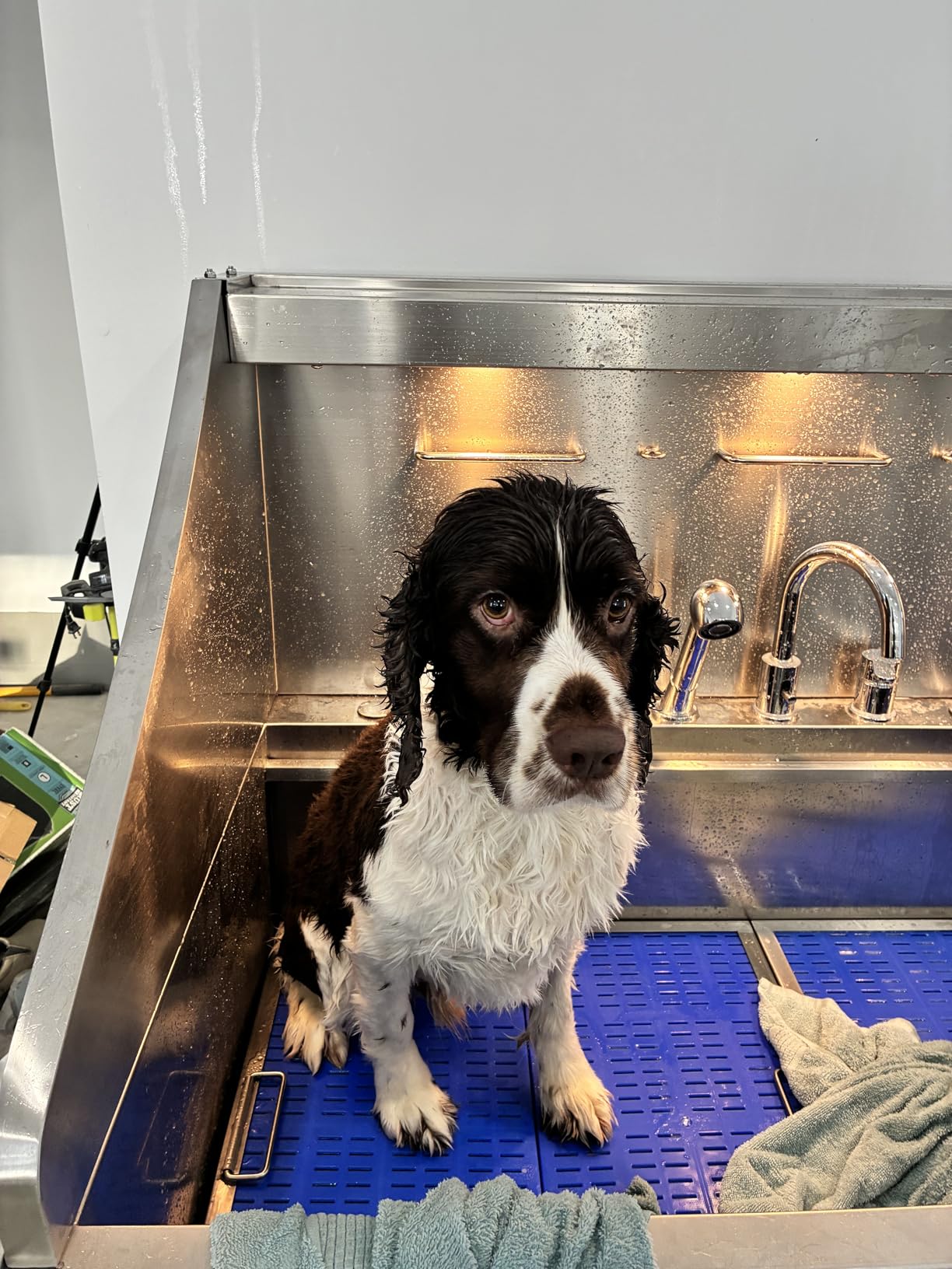 POLIMO Dog Washing Station with LED Display 50