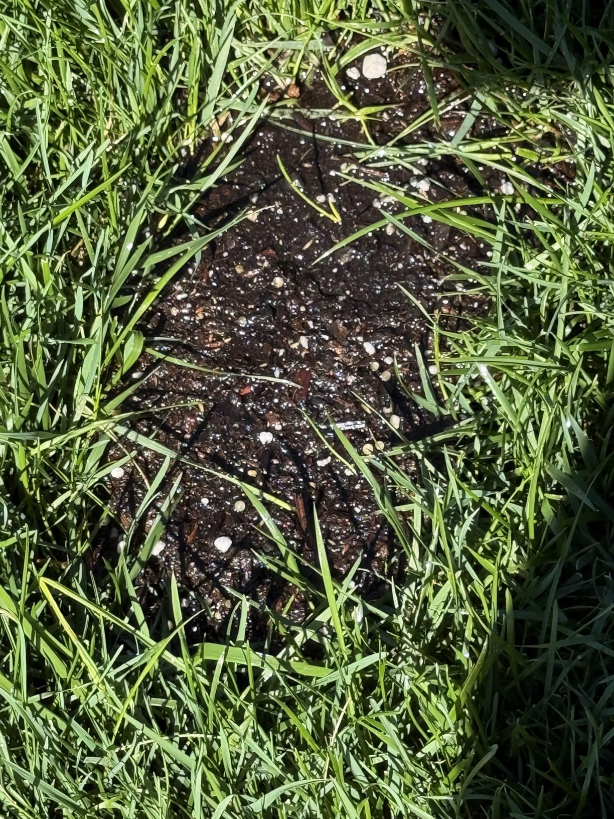 Lesco All-Pro Transition Tall Fescue Grass Seed Blend - (10 lbs) Drought-Tolerant, Heat & Shade Resistant, Insect-Resistant Lawn Seed for Durable Turf customer photo 2