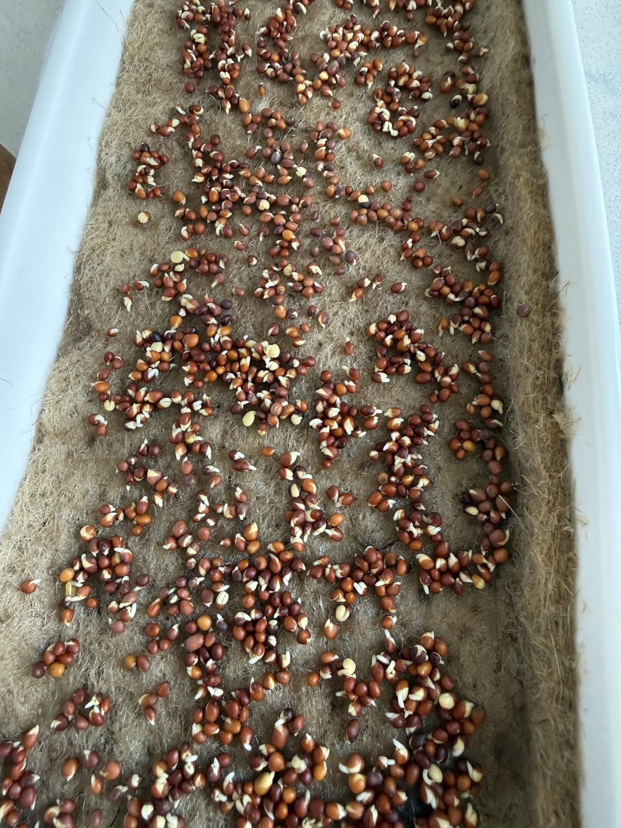 mizuna Microgreens Growing Kit - 2 Ceramic Trays, Coconut Coir & Seeds | Indoor Windowsill Grow Kit customer photo 1